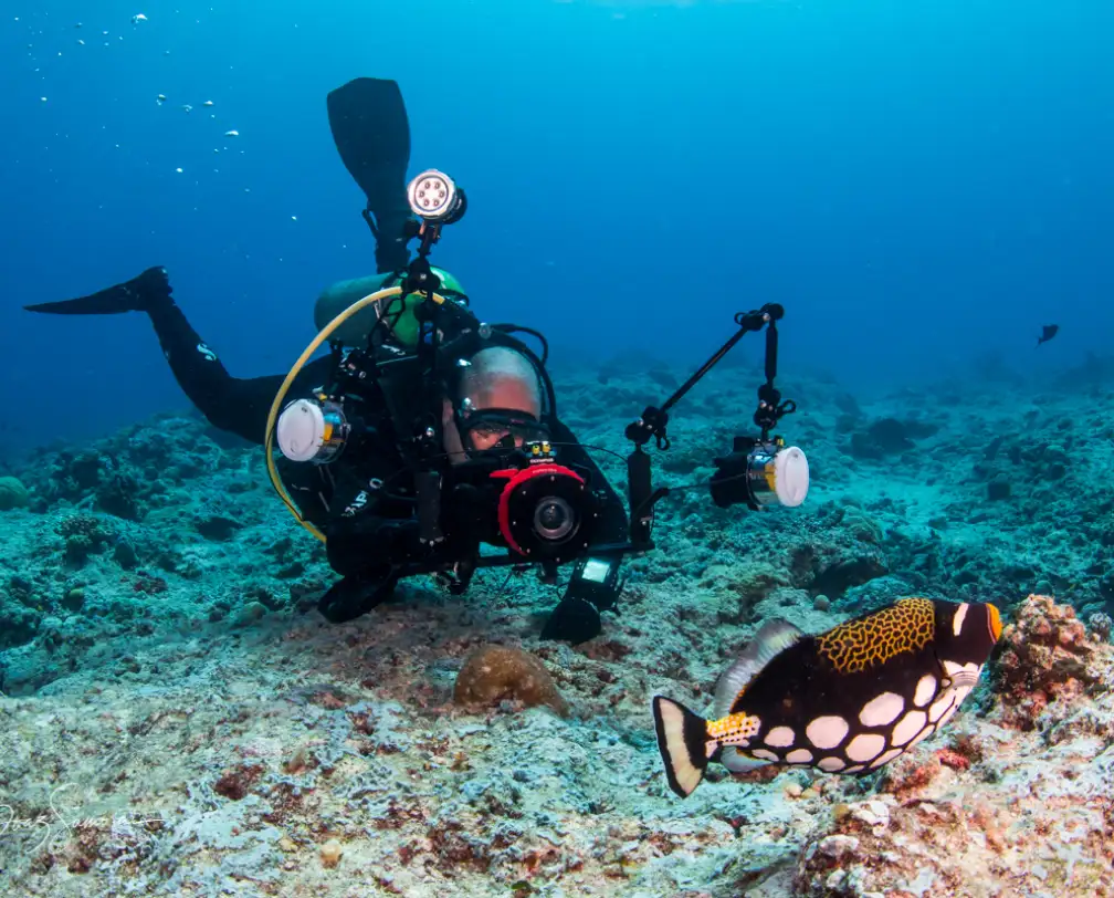 underwater photographer pointing camera and strobes at the harking pufferfish in Palau