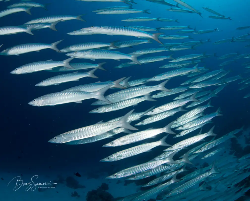 schooling barracuda fish under water close up