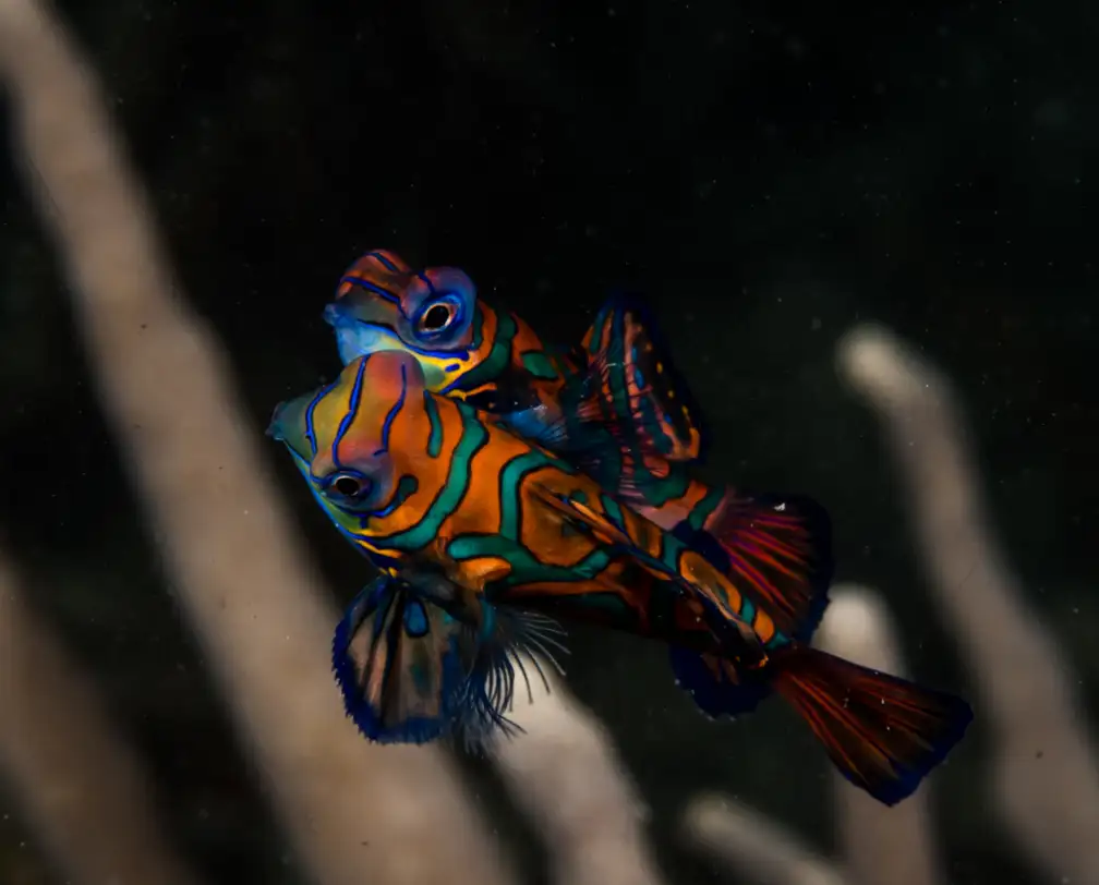 mating dance of the mandarin fish under water photographed during a night dive with Fish 'n Fins in Palau