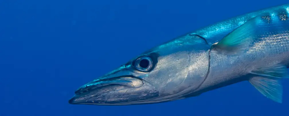 underwater photo of an adult barracuda, close-up only the head is in the photo