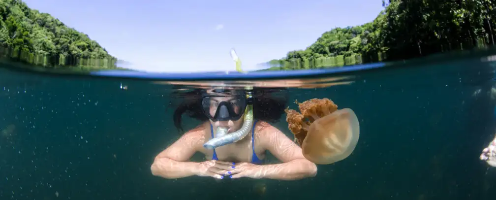 split shot - half under water, half on top - of a woman floating in Jellyfish lake Palau with jellyfish in the foreground