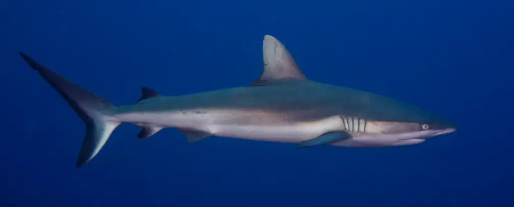 underwater photo of a gray reef shark from the side, fills format