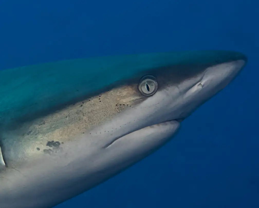 underwater photo of a reef shark's head