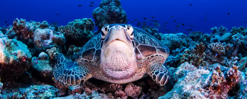 underwater photo of a sea turtle flat on it belly on top of the reef, flippers tucked under its belly looking straight into the camera