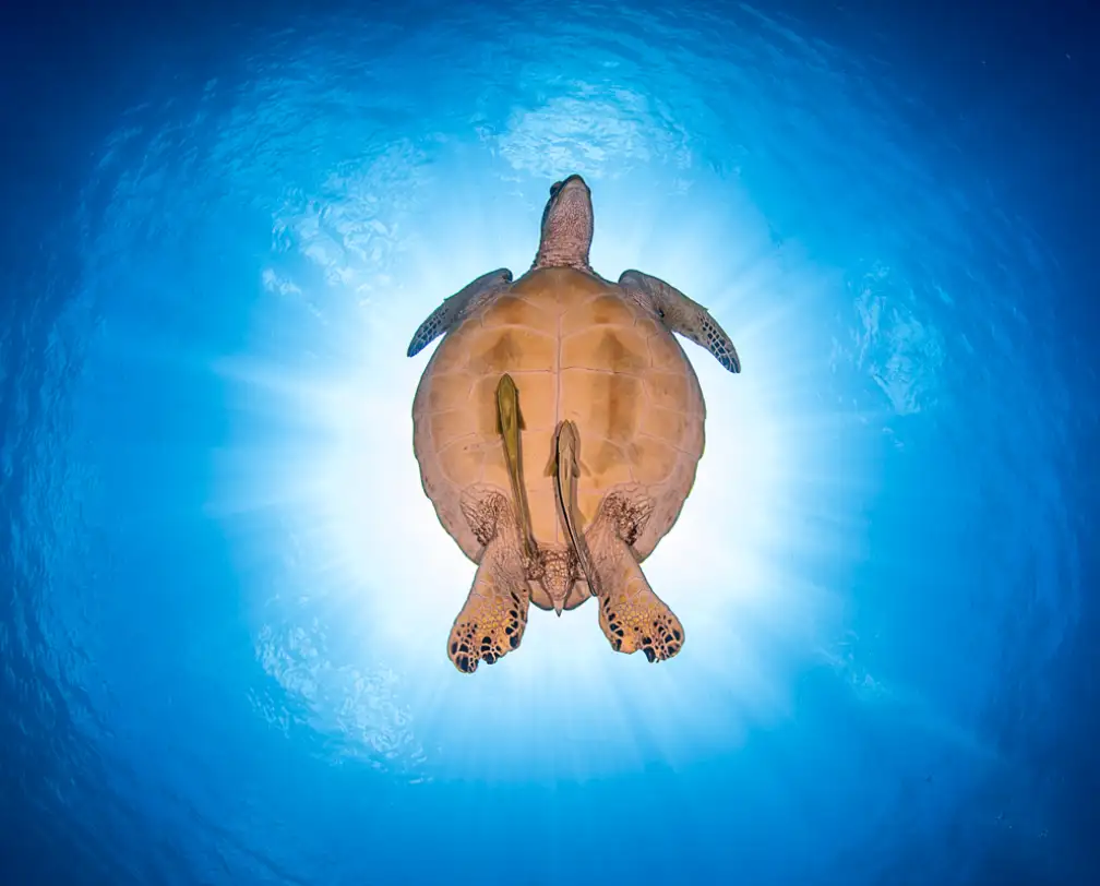 underwater photo of a sea turtle photographed from underneath against the sun, the turtle carries 2 pilot fish on its belly