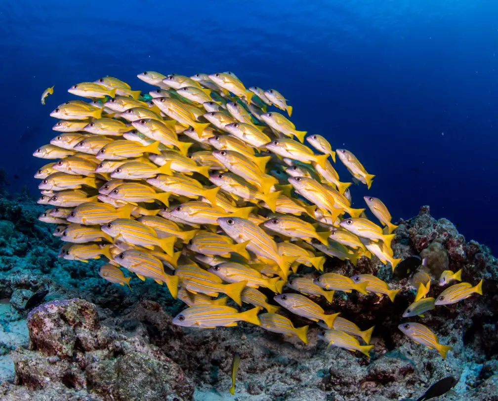 underwater photo of schooling yellow fish in Palau