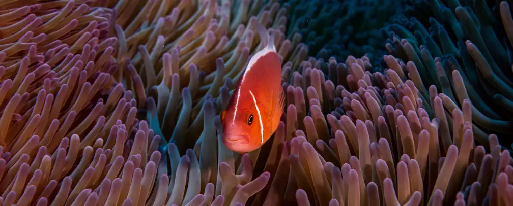 underwater photo of a clown fish in an anemone 