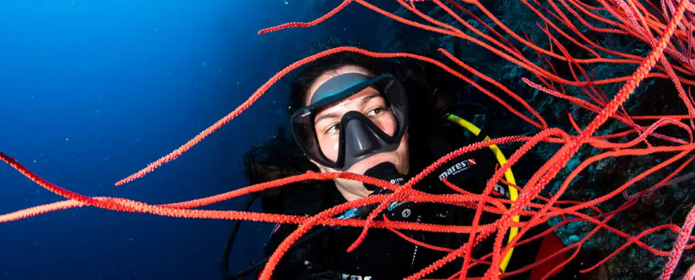 underwater photo of a female diver behind a red whip coral in Palau