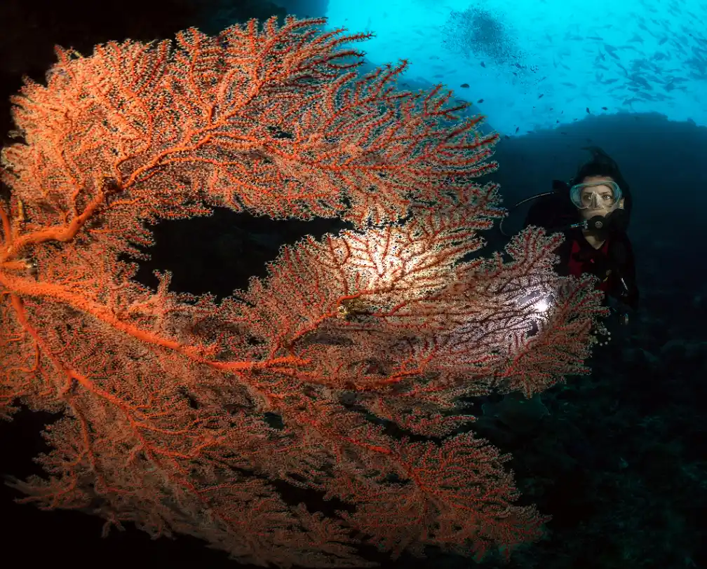Underwater photo of a female dive behind a huge Yellow Sea fan in Palau