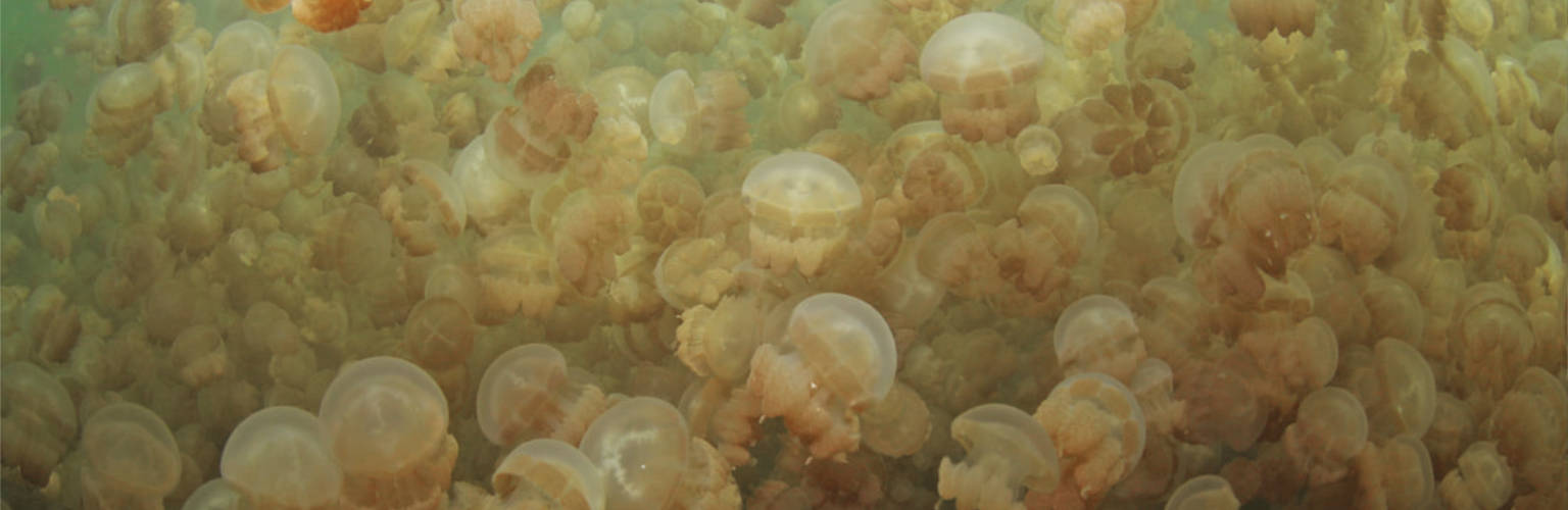 Thousands of Jellyfish at Jellyfish Lake Palau