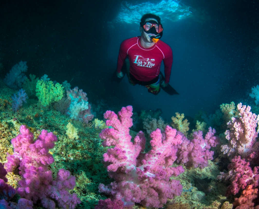 Colorful soft corals and snorkeler in the background in Palau