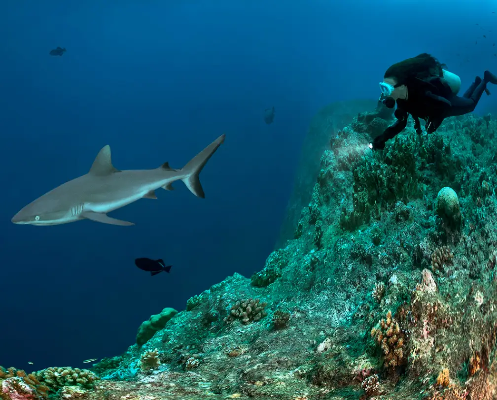 underwater photo of a diver watching a shark on the edge of a wall at Blue Corner in Palau