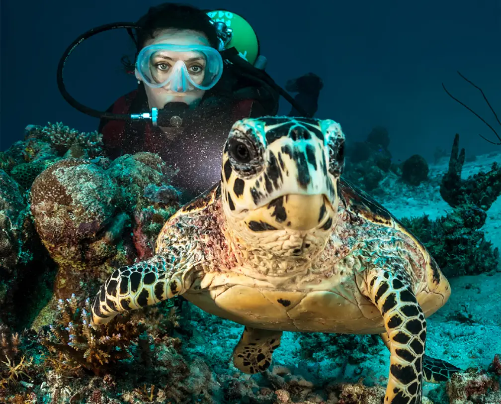 underwater photo of a scuba diver behind a sea turtle facing the camera