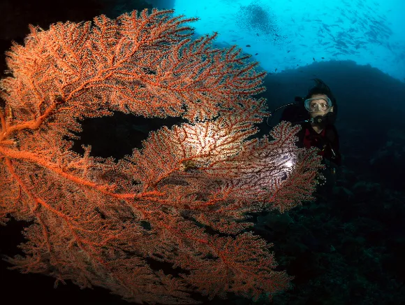 underwater photo of a diver behind a yellow and reddish huge fan coral