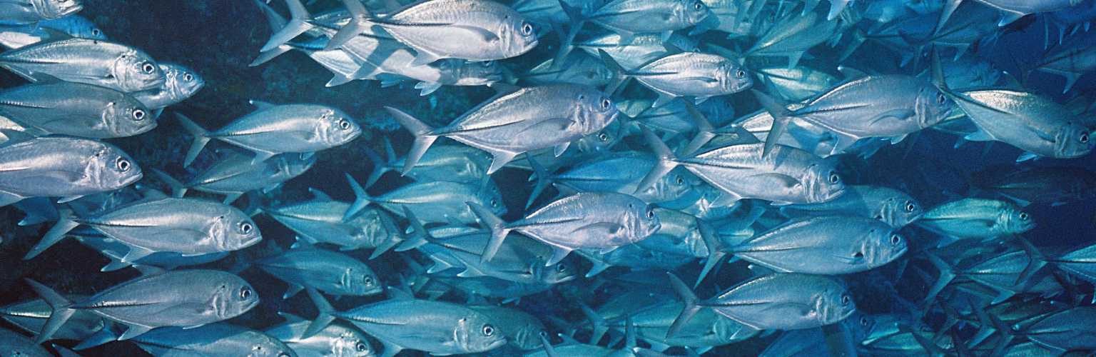 underwater photo of shoaling jackfish, the frame is filled with silvery fish