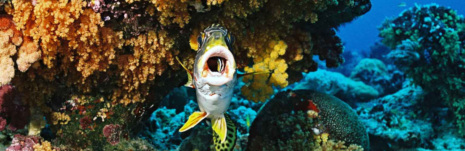 Underwater photo of a lip fish hovering under a yellow soft coral getting his open mouth cleaned by a cleaner wrasse