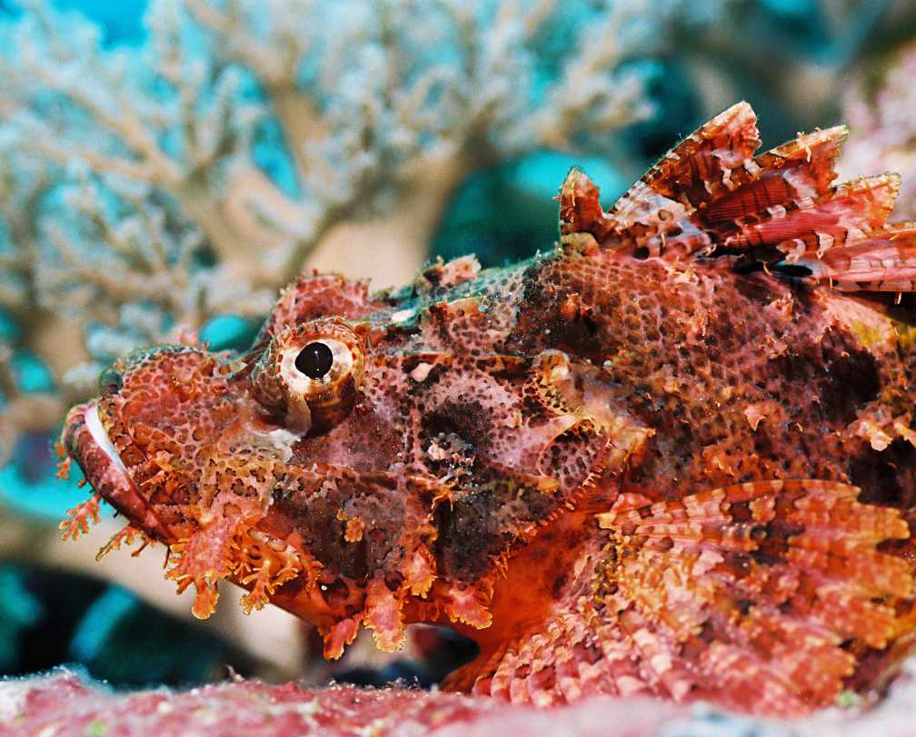 underwater photo close up of a red scorpion fish resting on a soft coral