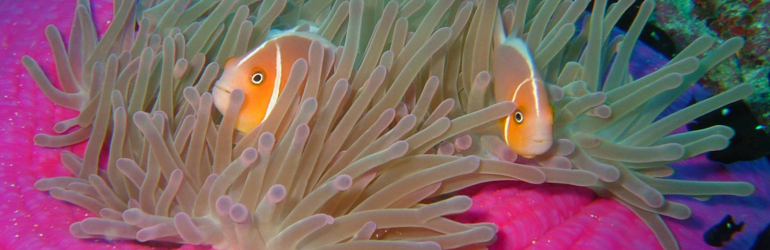 underwater photo of two clownfish on top of a pink anemone