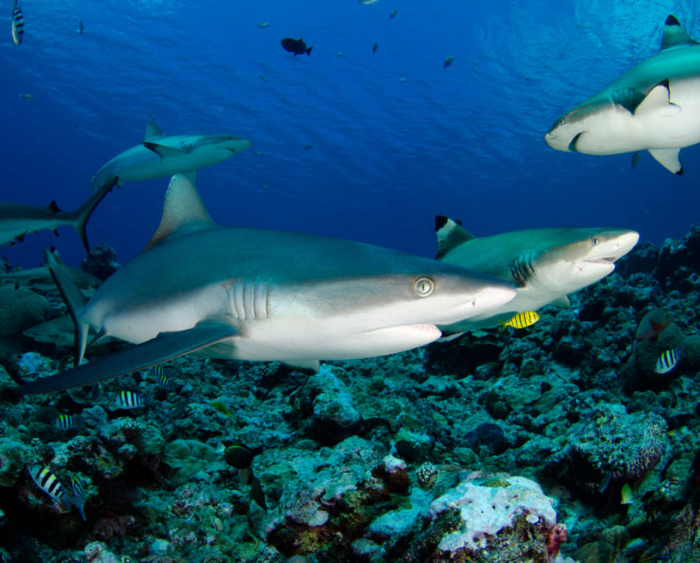 underwater photo of a group of sharks in Palau, one very close to the camera looking at the photographer 