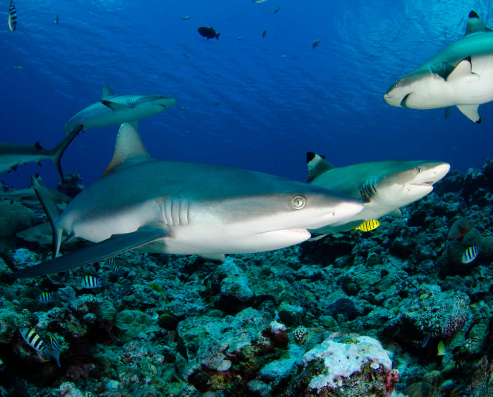 Shark City Shark City