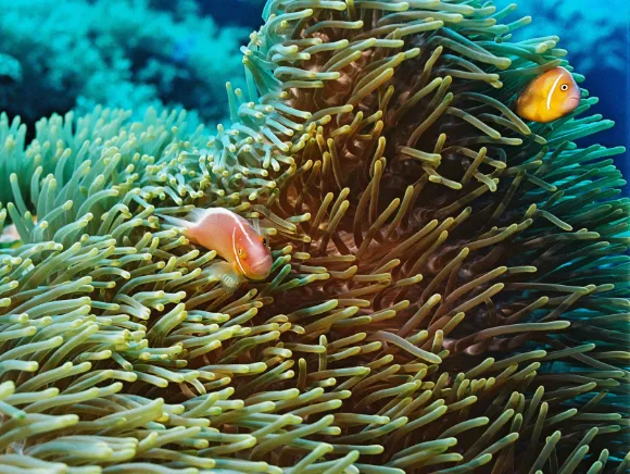 underwater photo of an anemone with 2 clown fish in Palau