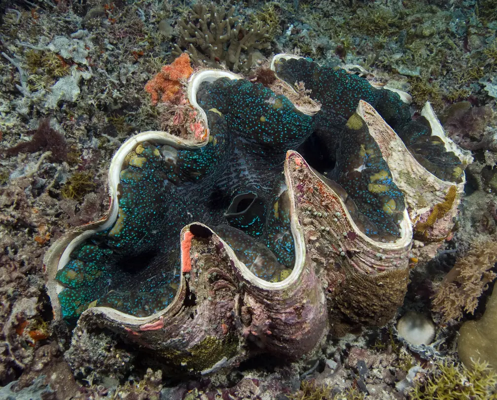 underwater photo of a giant clam in Palau