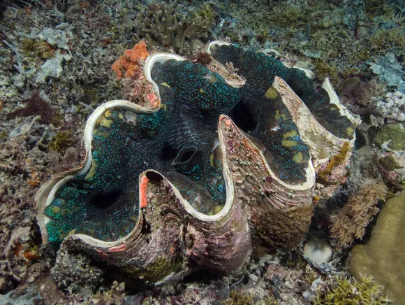 underwater photo of a giant clam in Palau