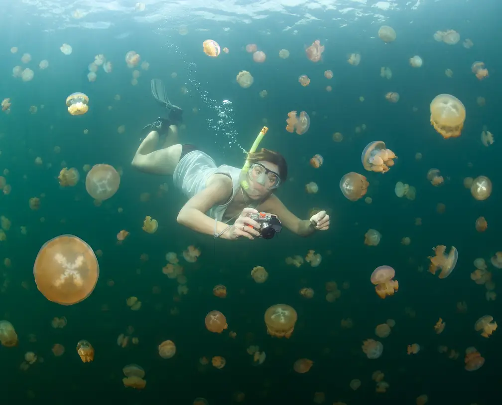 underwater photo of a woman with a camera free diving between hundreds of jellyfish at the Jellyfish Lake in Palau