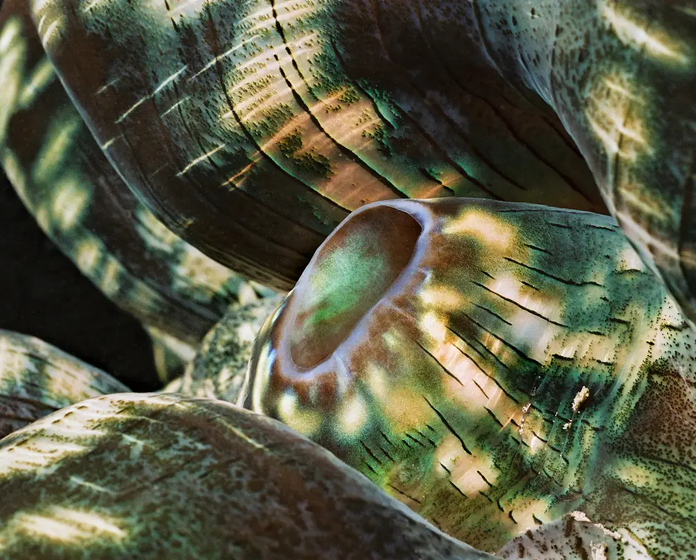 underwater photo of the inside of a giant clam - close-up photo