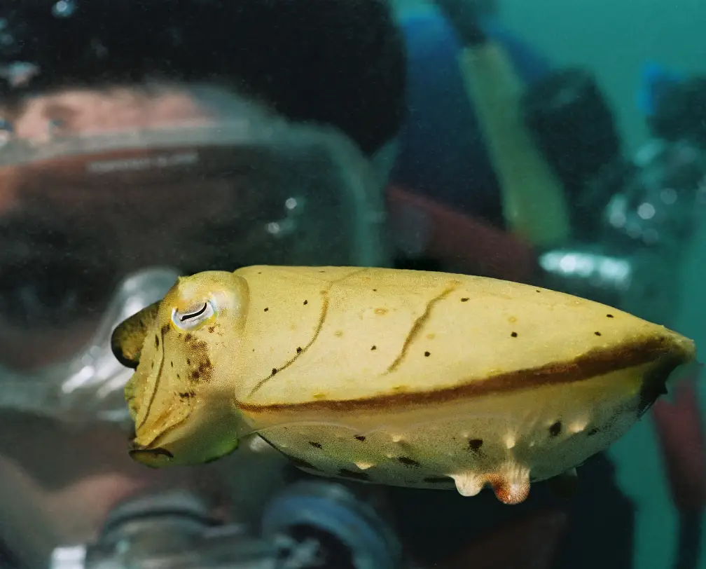 underwater photo of a small yellow cuttle fish and a diver's face in the background