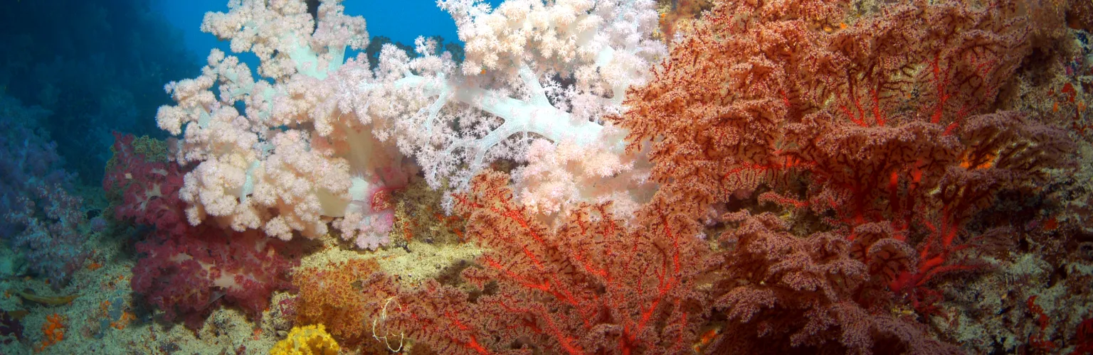 underwater photo of colorful soft coral in Palau