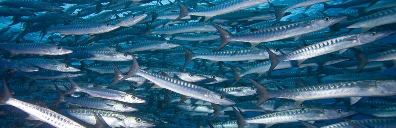 underwater photo of a big school of barracuda fish in Palau