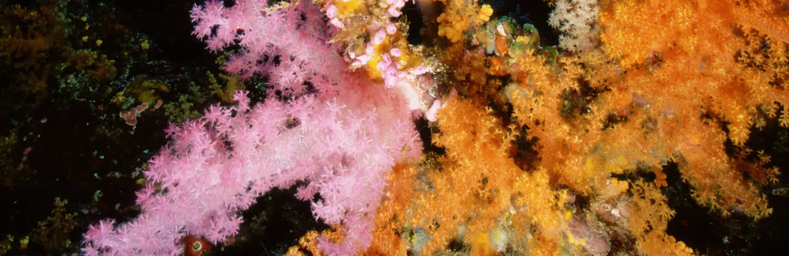 underwater photo of yellow and pink soft corals in Palau
