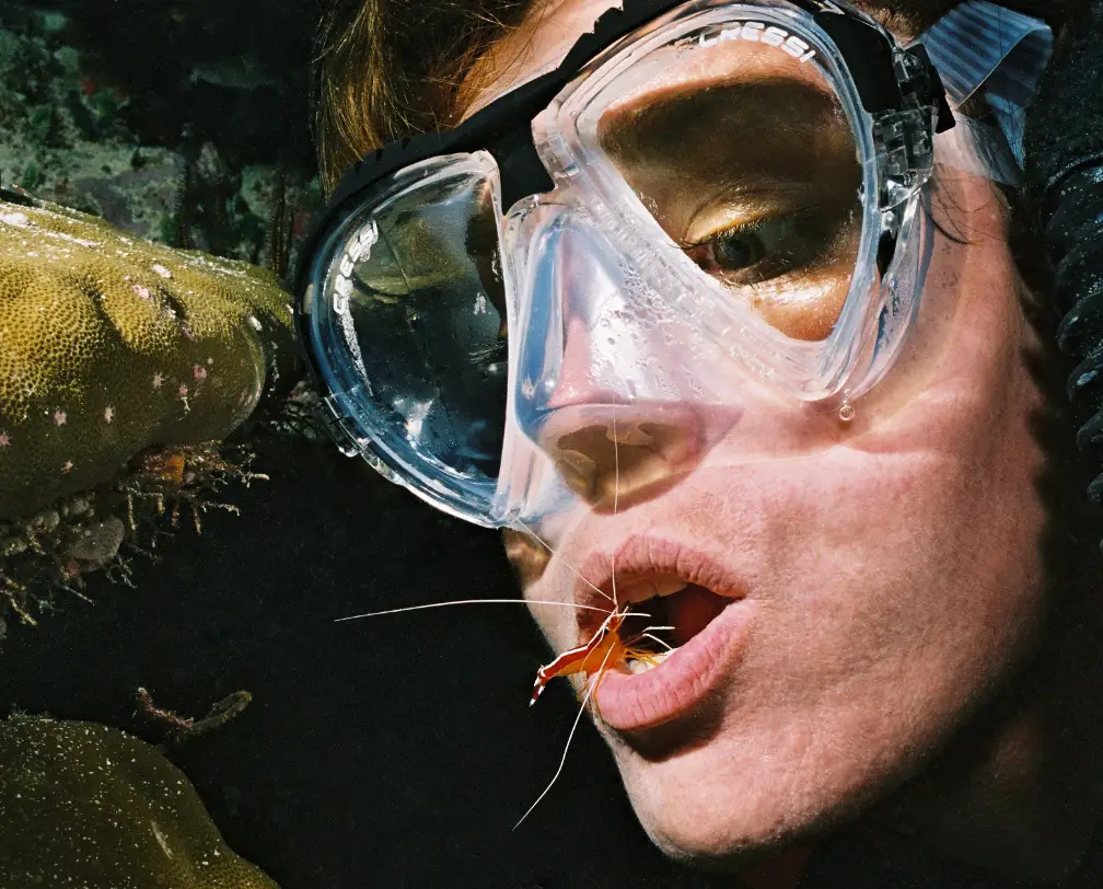 underwater photo of a diver with open mouth and a cleaner shrimp servicing the diver's teeth