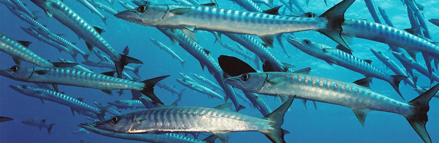 underwater photo of a group of barracuda in Palau