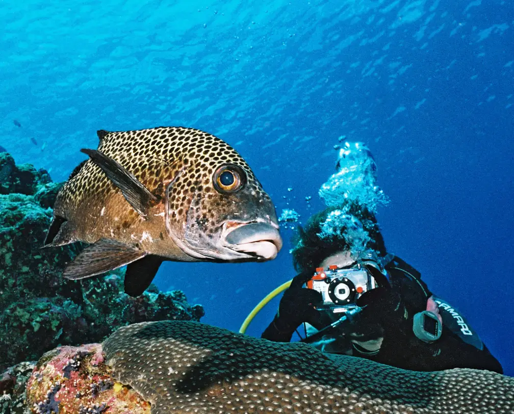underwater photo of a diver taking a photo of a spotted seed lip in Palau