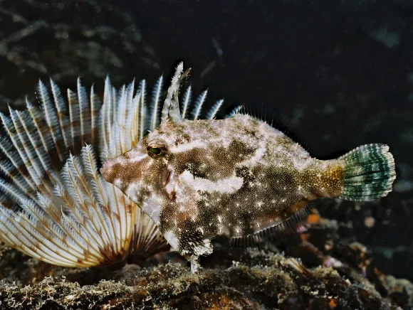 underwater photo of a file fish nearing a tube worm