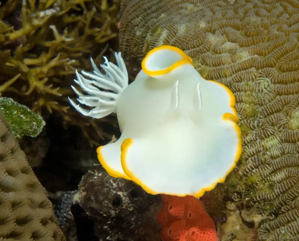underwater photo of a white nudi branch, a chromodoris at the reef in Palau