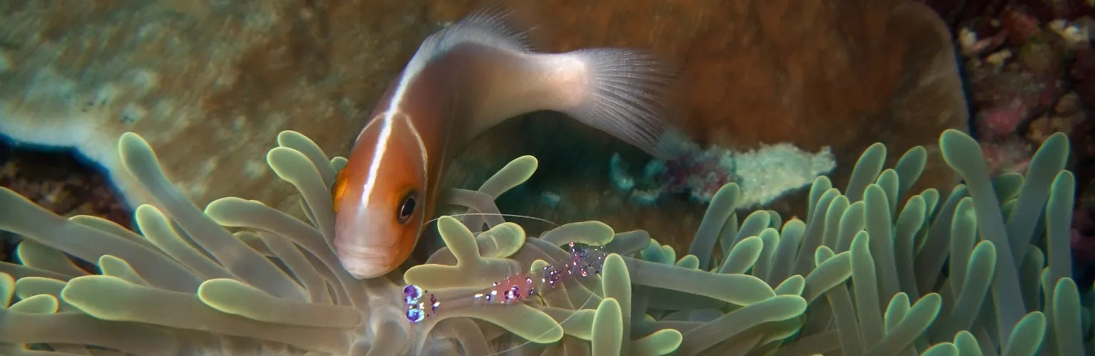 underwater photo of a clown fish and in front a glass shrimp at Big Bro-Off dive site in Palau