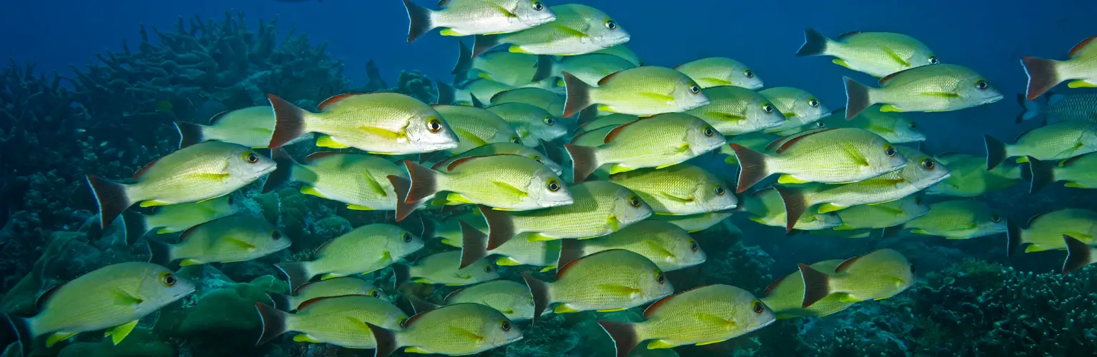 underwater photo of schooling yellow fish on top of the reef in Palau