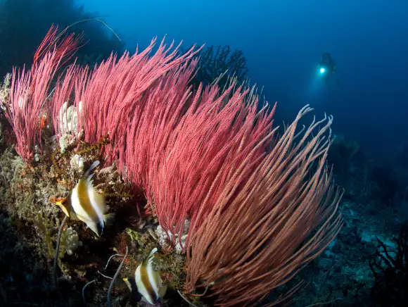 underwater photo of read whip corals and a diver in the background shining his dive light toward the camera