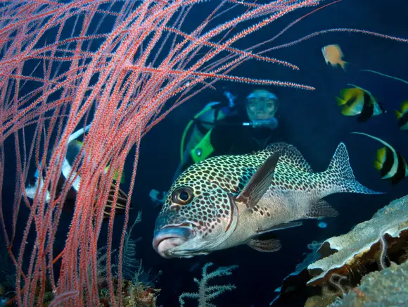 underwater photo - left side of the photo red whip corals - center and right side a dotted sweet lip fish, a diver watching the fish in the background