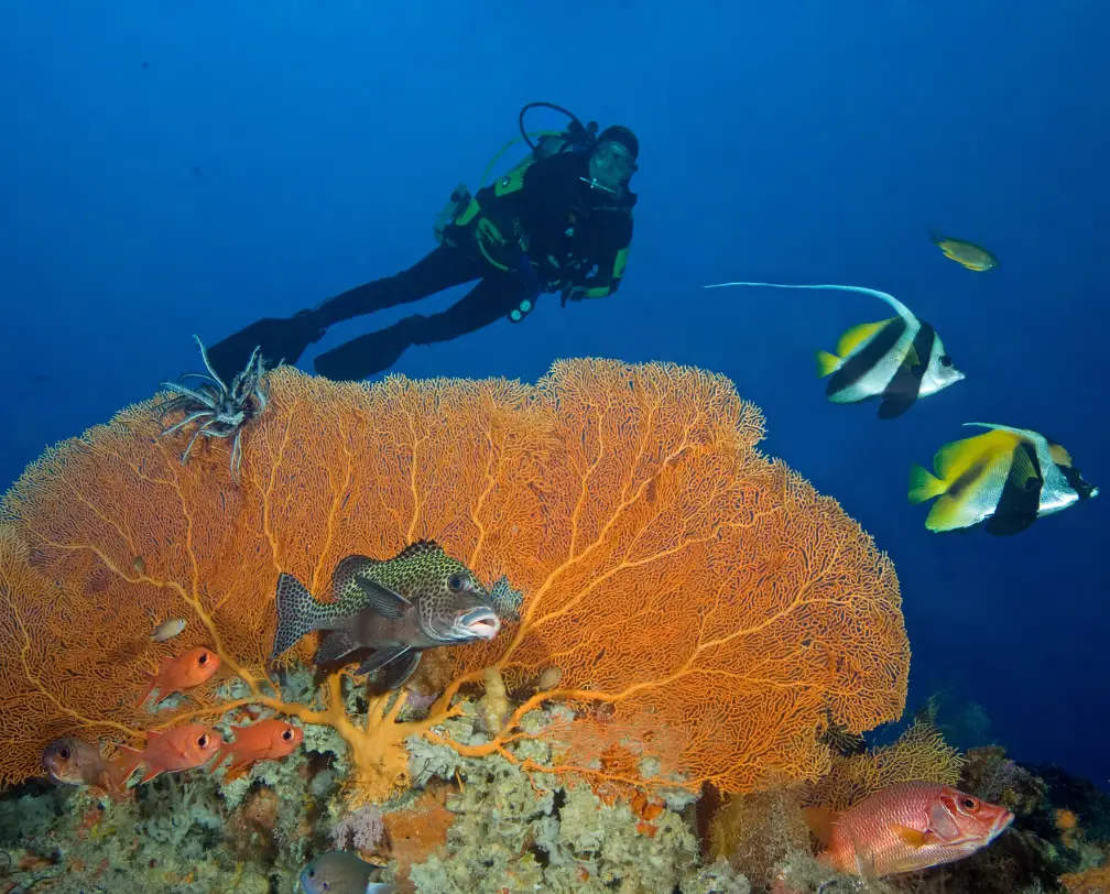 underwater photo of a scuba diver behind a Yellow Sea fan at New Drop-Off dive site in Palau