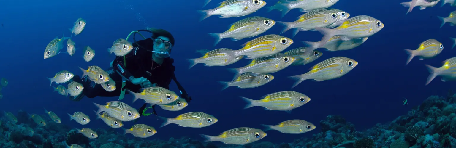 underwater photo of a scuba diver behind a school of silver-yellow fish at New Drop-Off dive site in Palau
