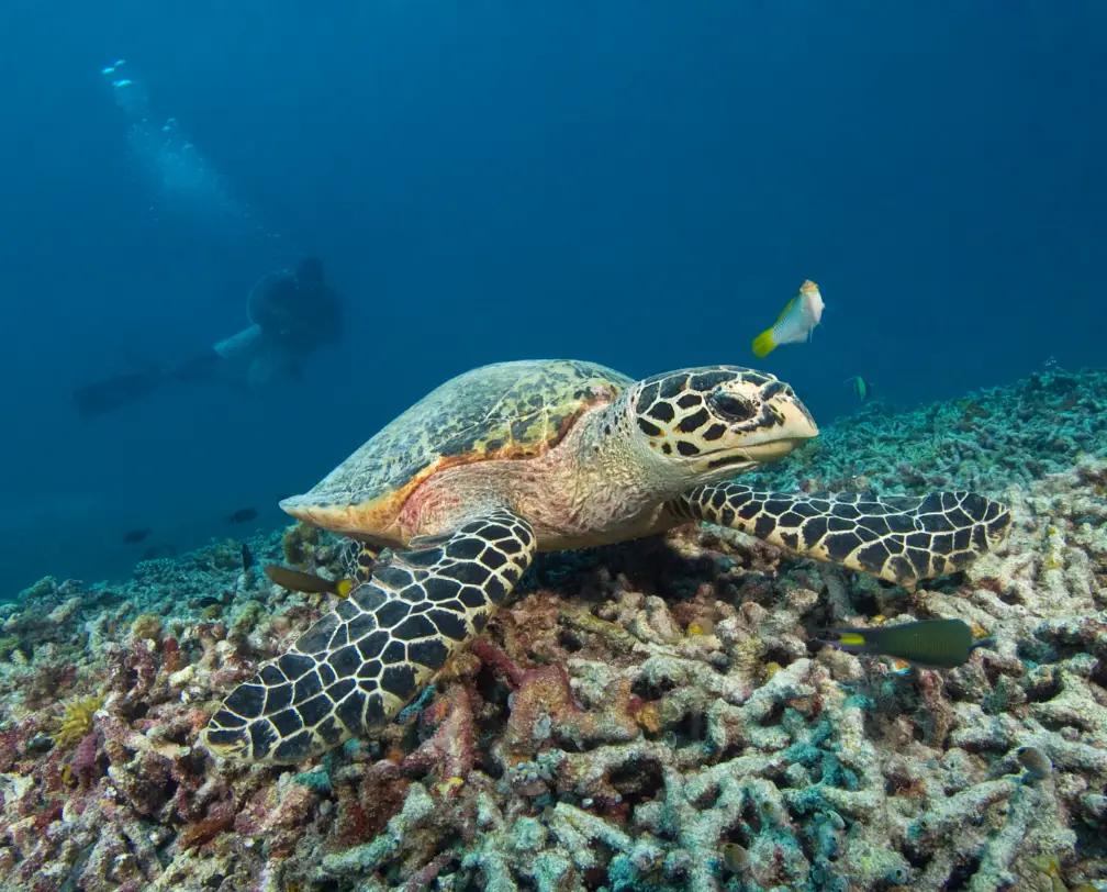 underwater photo of a hawksbill sea turtle sitting on hard corals and a diver in the background