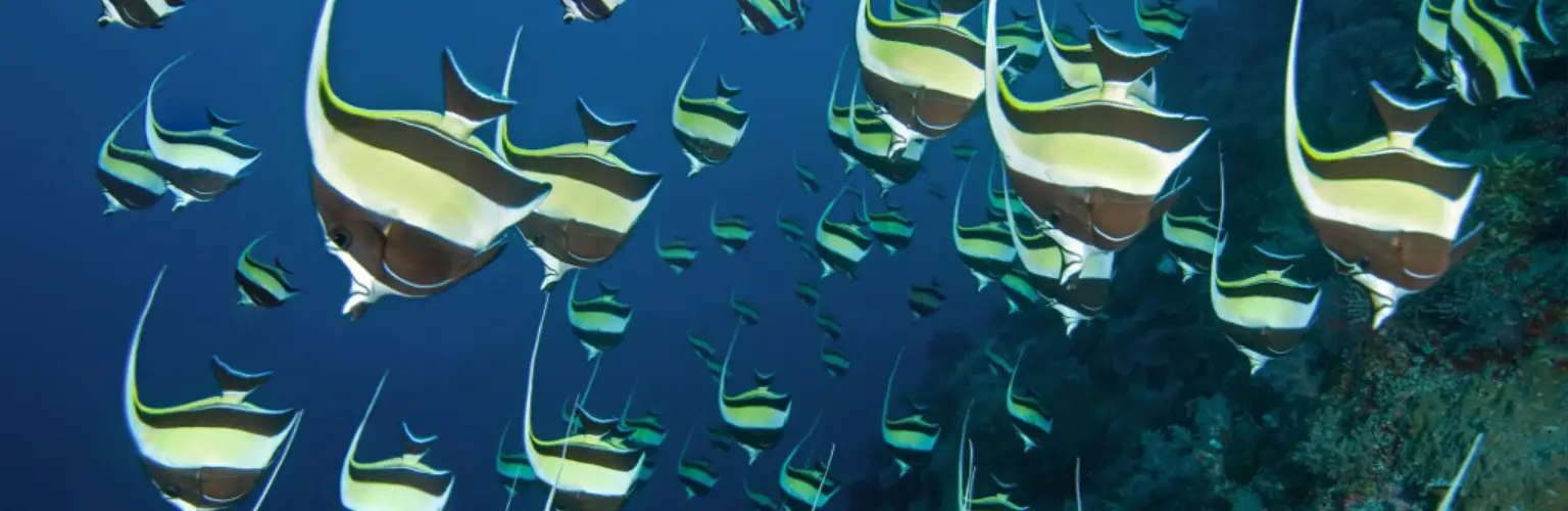 underwater photo of a school of moorish idols during a spawning event in Palau