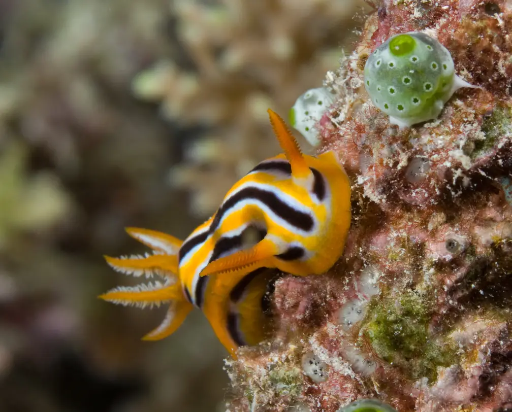 underwater photo of a chromodoris, a nudi branch on the reef, the chromodoris is striped orange, black and white