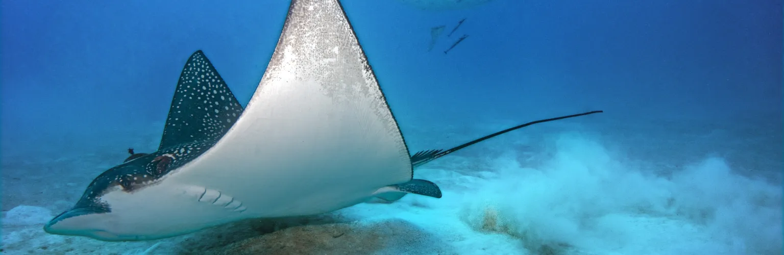 underwater photo of an eagle ray swimming only centimeters over a sandy bottom