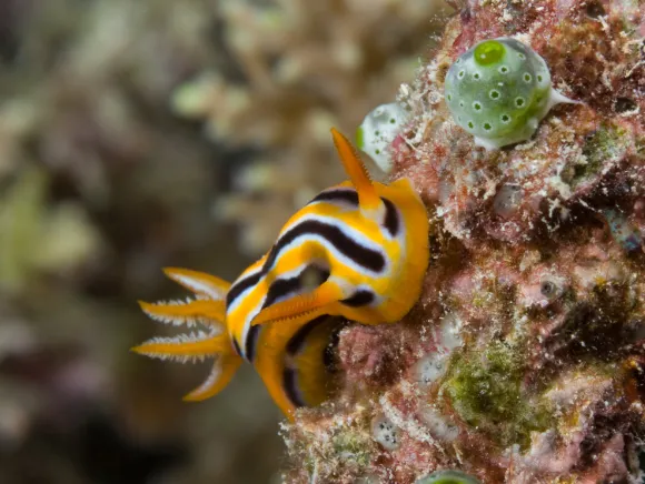 underwater photo of a chromodoris, a nudi branch on the reef, the chromodoris is striped orange, black and white