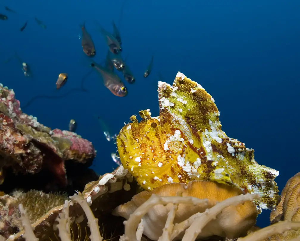 underwater photo of a yellow scorpion fish in Palau
